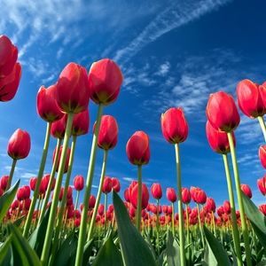 Meet your Posher, Joyce